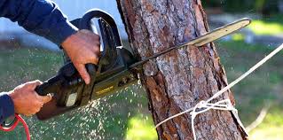 Best Lawn Pest Prevention  in Limesa, CA