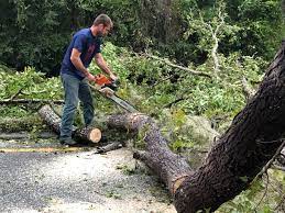 Best Commercial Tree Services  in Limesa, CA