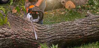Best Tree Maintenance Programs  in Limesa, CA