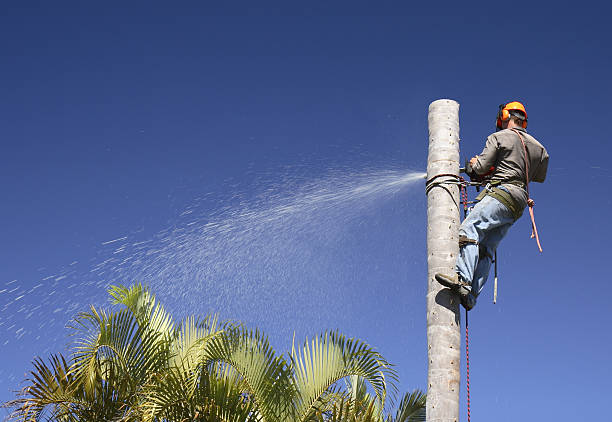 Best Tree Risk Assessment  in Limesa, CA
