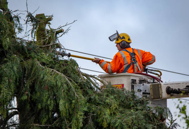Calimesa, CA Tree Care Company