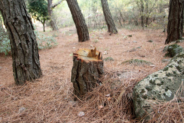 Best Arborist Consultation Services  in Limesa, CA