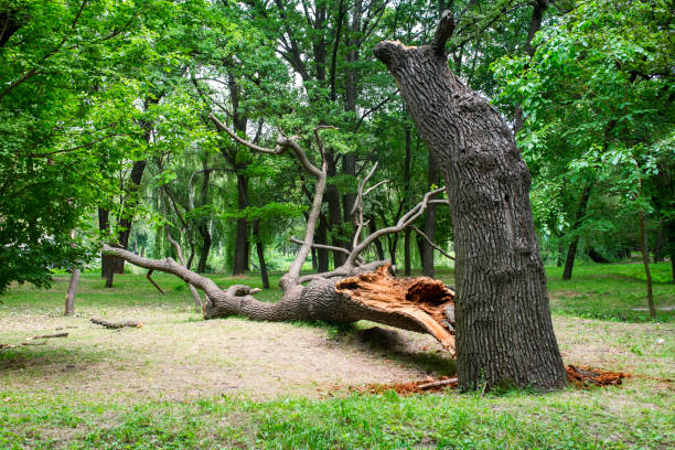 Best Tree and Shrub Care  in Limesa, CA