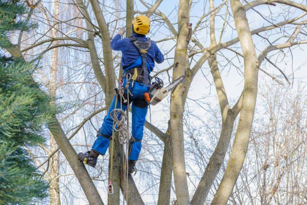 How Our Tree Care Process Works  in  Calimesa, CA