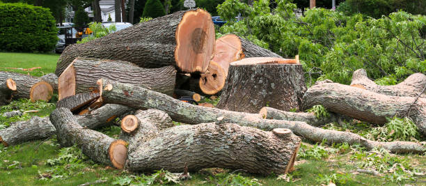 Best Root Management and Removal  in Limesa, CA
