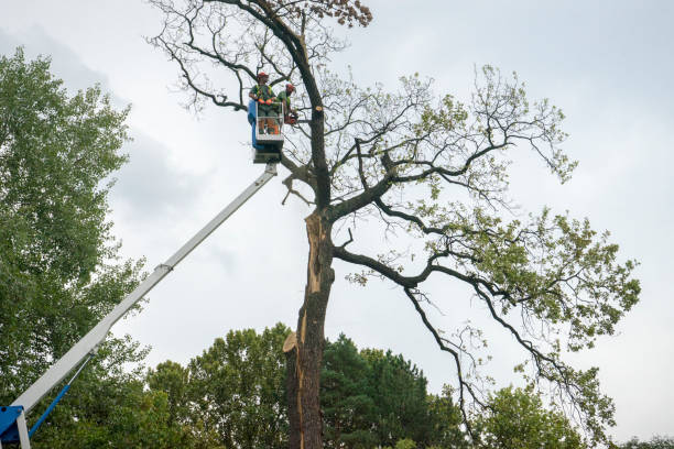 Best Tree Preservation Services  in Limesa, CA