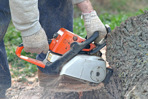Best Lawn Maintenance Plans  in Limesa, CA