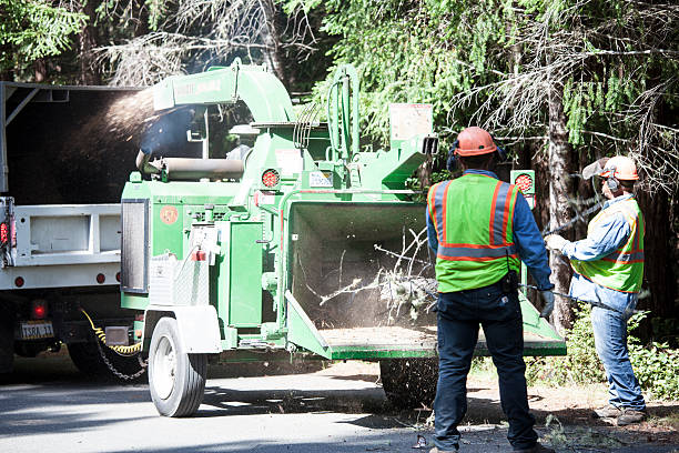 Best Lot and Land Clearing  in Limesa, CA