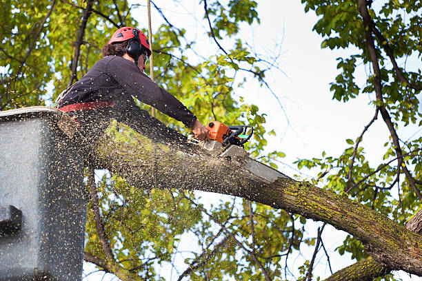 Best Tree Trimming and Pruning  in Limesa, CA