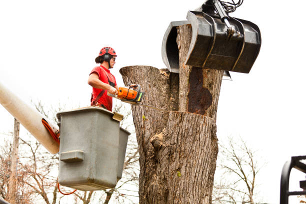 Best Stump Grinding and Removal  in Limesa, CA