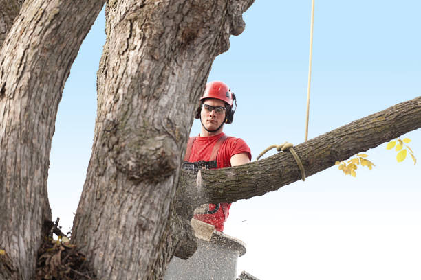 Best Storm Damage Tree Cleanup  in Limesa, CA